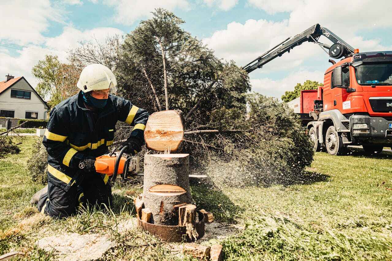 Best Dead Tree Removal  in Bayfield, CO